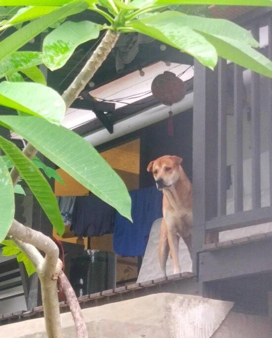 Kk Jungle Hideaway Lovely Apartment 5 Mins Walk To Town Kota Kinabalu Exterior photo